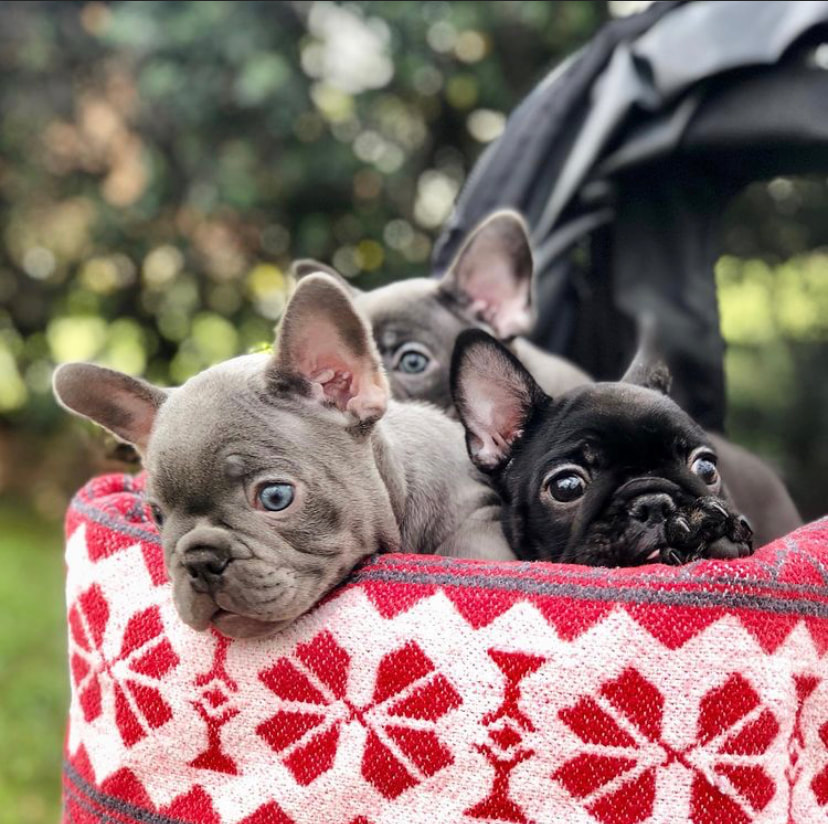 French Bulldog Puppies You Deserve The Best Anna French Bulldog Puppies